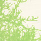 Branches